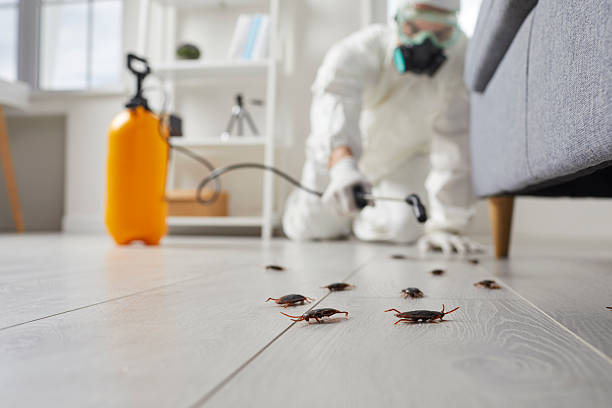 Affordable Termite Control solutions in Brunswick, MD